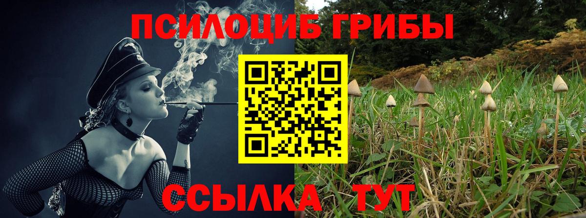 Галлюциногенные грибы Psilocybine cubensis Архангельск